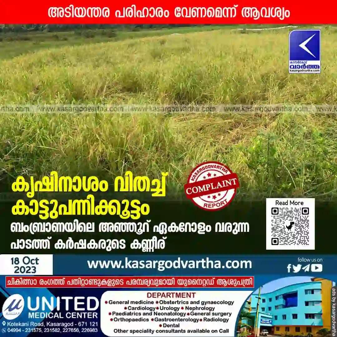 Wild boar | കൃഷിനാശം വിതച്ച് കാട്ടുപന്നിക്കൂട്ടം; ബംബ്രാണയിലെ അഞ്ഞൂറ് ഏകറോളം വരുന്ന പാടത്ത് കര്ഷകരുടെ കണ്ണീര്