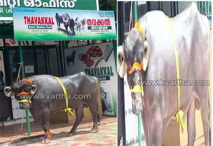 Buffalo | അന്തുമായി എത്തിച്ചത് അതിശയിപ്പിക്കുന്ന പോത്തിനെ