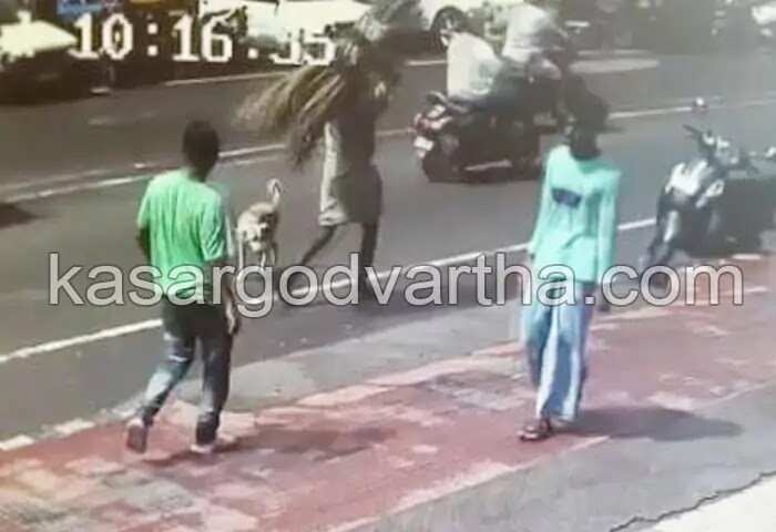 Stray Dog | തെരുവ് കീഴടക്കി നായ്ക്കള്; കാസര്കോട് നഗരത്തില് കാല്നട യാത്രക്കാരന് പട്ടിയുടെ കടിയേറ്റു; ദൃശ്യങ്ങള് പുറത്ത്; ശാശ്വത പരിഹാരം കാണണമെന്ന് ആവശ്യം