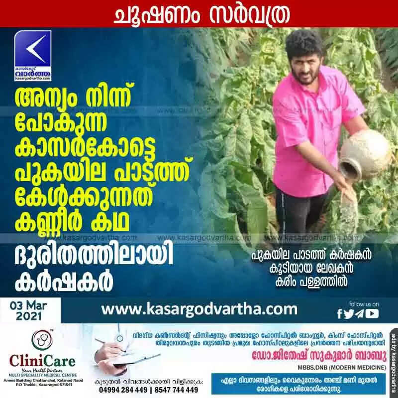 അന്യം നിന്ന് പോകുന്ന കാസര്കോട്ടെ പുകയില പാടത്ത് കേള്ക്കുന്നത് കണ്ണീര് കഥ; ദുരിതത്തിലായി കര്ഷകര്