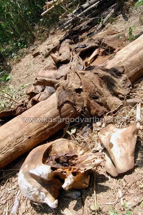 കാട്ടില് ആനയുടെ അസ്ഥികൂടം കണ്ടെത്തി