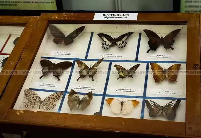 Science Stall | ഒരു കഷ്ണം പേപര് കയ്യിലുണ്ടെങ്കില് ഭാവിയറിയാം! കേരള ശാസ്ത്ര കോണ്ഗ്രസില് ശ്രദ്ധ നേടി കാസര്കോട് ഗവ. കോളജിന്റെ സ്റ്റോളുകൾ; സയാമീസ് ഇരട്ടകൾ മുതൽ അപൂർവ സസ്യങ്ങൾ വരെയും