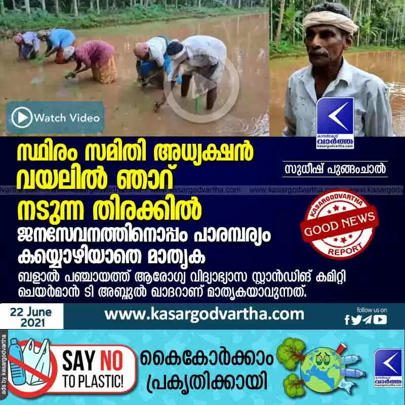 സ്ഥിരം സമിതി അധ്യക്ഷൻ വയലിൽ ഞാറ് നടുന്ന തിരക്കിൽ; ജനസേവനത്തിനൊപ്പം പാരമ്പര്യം കയ്യൊഴിയാതെ മാതൃക