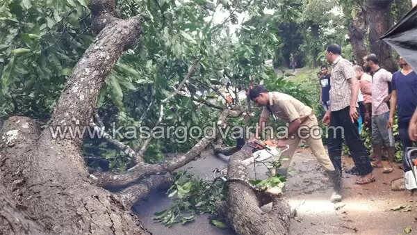 മുള്ളേരിയ സംസ്ഥാന പാതയില് മരം പൊട്ടിവീണ് ഗതാഗതം സ്തംഭിച്ചു