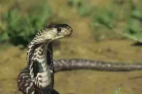 Shetpal | ഷെത്പാല്-പാമ്പുകളുടെ സാമ്രാജ്യം; ഇവിടെ ഓരോ വീട്ടിലും നാഗങ്ങള്ക്ക് വിശ്രമ സ്ഥലമുണ്ട്, നാളിതുവരെ ഗ്രാമത്തിലാരെയും ഇവ കടിച്ചിട്ടില്ല