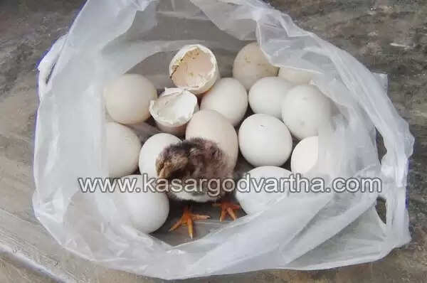 കോഴി മുട്ട തനിയേ വിരിഞ്ഞു; പക്ഷികരെയില് ആശ്ചര്യം