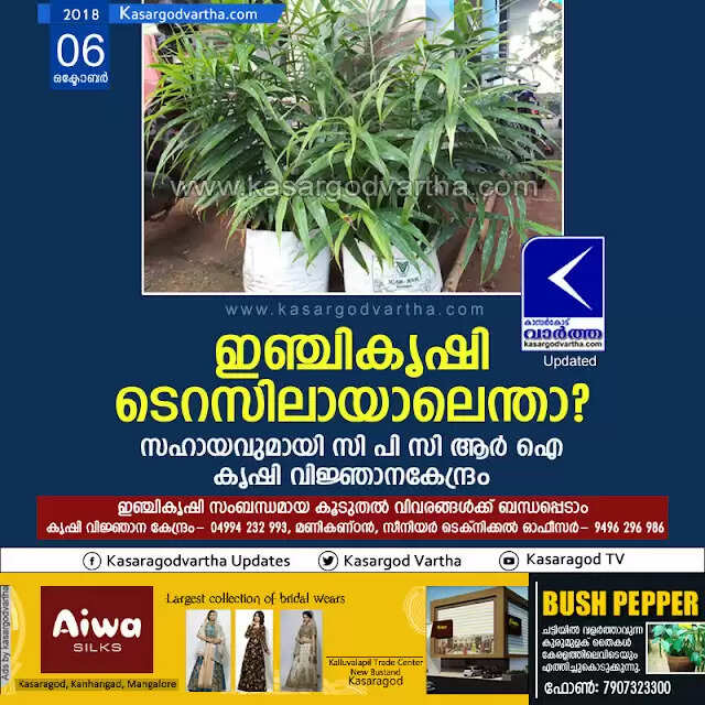 ഇഞ്ചികൃഷി ടെറസിലായാലെന്താ? സഹായവുമായി സി പി സി ആര് ഐ കൃഷി വിജ്ഞാനകേന്ദ്രം