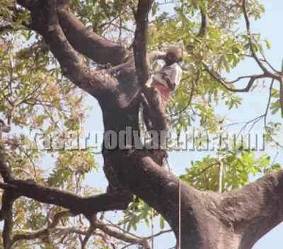 പെരുങ്കളിയാട്ടോത്സവത്തിന് നൂറ്റാണ്ടുകള് പഴക്കമുള്ള പാലമരം മുറിച്ചു