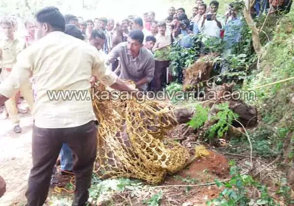 വാഹനമിടിച്ച കാട്ടുപന്നിയെ നാട്ടുകാരും വനംവകുപ്പ് ഉദ്യോഗസ്ഥരും വലയിലാക്കി