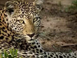 മേല്പറമ്പ് കൈനോത്ത് പുലിയിറങ്ങിയതായി നാട്ടുകാര്