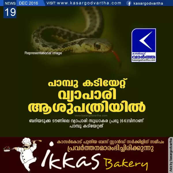 പാമ്പു കടിയേറ്റ് വ്യാപാരി ആശുപത്രിയില്