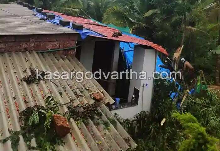 Tree fell | കാലവര്ഷം കനത്തു; വ്യാപക നാശനഷ്ടം; മരം കടപുഴകി വീണ് വീട് തകര്ന്നു; വീട്ടുകാര് ഓടിരക്ഷപ്പെട്ടു