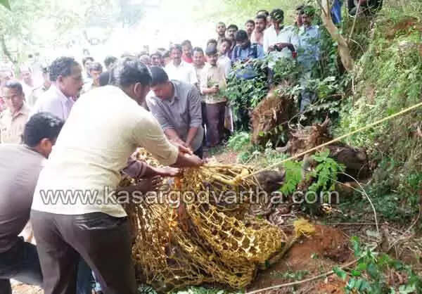 വാഹനമിടിച്ച കാട്ടുപന്നിയെ നാട്ടുകാരും വനംവകുപ്പ് ഉദ്യോഗസ്ഥരും വലയിലാക്കി