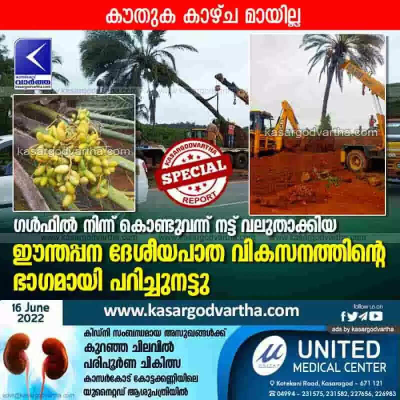Date palm shifted | ഗള്ഫില് നിന്ന് കൊണ്ടുവന്ന് നട്ട് വലുതാക്കിയ ഈന്തപ്പന ദേശീയപാത വികസനത്തിന്റെ ഭാഗമായി പറിച്ചുനട്ടു