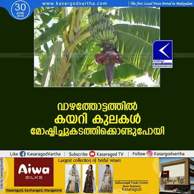 വാഴത്തോട്ടത്തില് കയറി കുലകള് മോഷ്ടിച്ചുകടത്തിക്കൊണ്ടുപോയി