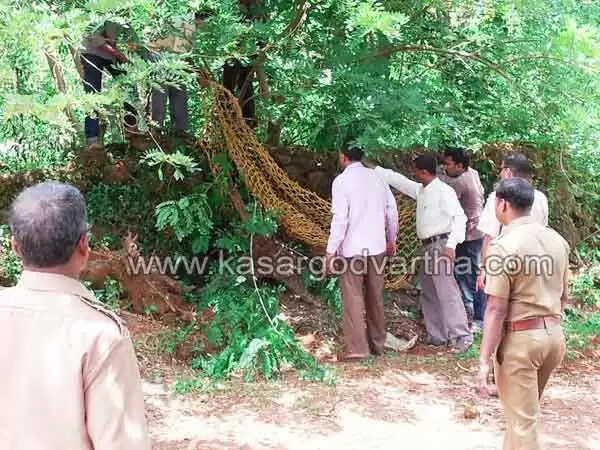 വാഹനമിടിച്ച കാട്ടുപന്നിയെ നാട്ടുകാരും വനംവകുപ്പ് ഉദ്യോഗസ്ഥരും വലയിലാക്കി