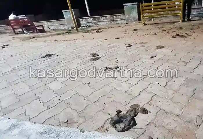 Cattle nuisance | പാര്കില് കന്നുകാലികളുടെ വിളയാട്ടം; ചാണകം ചവിട്ടാതെ നടക്കാന് പറ്റാത്ത അവസ്ഥയെന്ന് സന്ദര്ശകര്; അധികൃതര് ഇടപെടണമെന്ന് ആവശ്യം