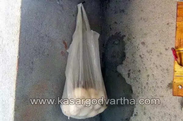 കോഴി മുട്ട തനിയേ വിരിഞ്ഞു; പക്ഷികരെയില് ആശ്ചര്യം