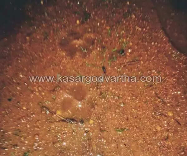 പുലി പേടിയില് ഒരു പ്രദേശത്തെ ജനങ്ങള് മുള്മുനയില്; കാട്ടുപൂച്ചയെന്ന് വനം വകുപ്പ് അധികൃതര്