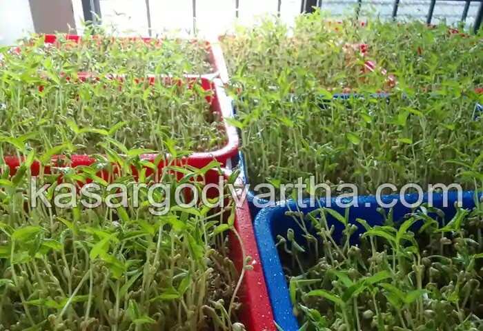Microgreen | ജീവിതശൈലീ രോഗങ്ങള് കൂടിവരുന്നോ? ആരോഗ്യകരമായ ഭക്ഷണത്തിന് പ്രാധാന്യം നല്കുന്നുവെങ്കില് ഇതാ 'മൈക്രോഗ്രീന്' പരീക്ഷിക്കാം; ഈ കൃഷിരീതി അറിയാം; മണ്ണും സ്ഥലവും വേണ്ട!
