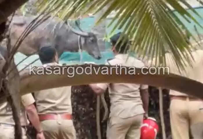 Attack | നാടിനെ ഭീതിയിലാഴ്ത്തി പോത്തിന്റെ പരാക്രമം; കുത്തേറ്റ് ഒരാള് മരിച്ചു; നിരവധി പേര്ക്ക് പരുക്ക്