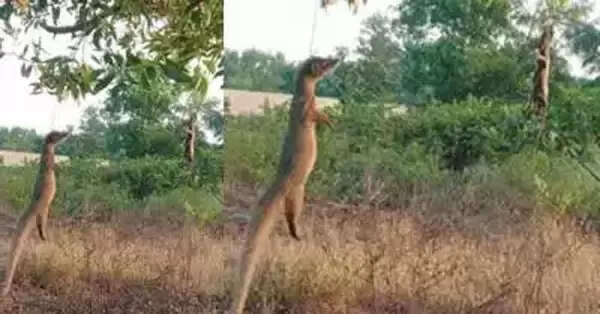 ഗര്ഭിണിയായ പൂച്ചയെ കൊന്ന് കെട്ടിത്തൂക്കിയ മനുഷ്യ ക്രൂരതയുടെ തുടര്ച്ച; കീരികളെ കൊന്ന് കെട്ടിത്തൂക്കിയ നിലയില്