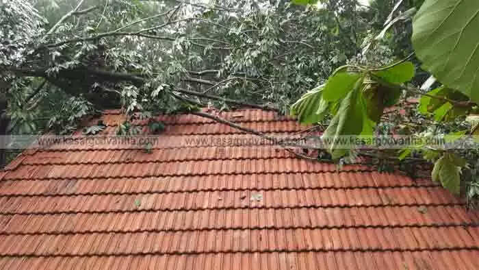 Heavy Rain | ശക്തമായ കാറ്റും മഴയും; ബളാലില് വ്യാപക നാശനഷ്ടം.