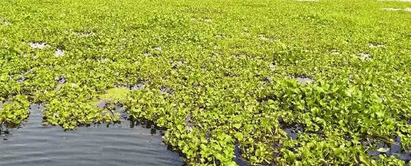 മഹാപ്രളയത്തിന് ശേഷവും ദുരിതം വിട്ടുമാറാതെ അപ്പര് കുട്ടനാടന് മേഖല