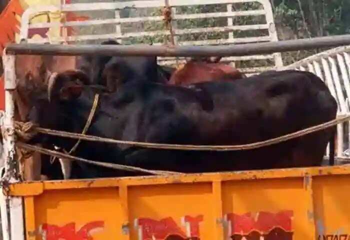 Arrested | കന്നുകാലികളെ കടത്തിയതിന് കാസർകോട് സ്വദേശി അടക്കം 4 പേർ കർണാടകയിൽ അറസ്റ്റിൽ; തടഞ്ഞ ബജ്റംഗ്ദളുകാർക്ക് പകരം പൊലീസ് എഫ്ഐആറിൽ 'നാട്ടുകാർ' എന്ന് രേഖപ്പെടുത്തിയതായി ആക്ഷേപം
