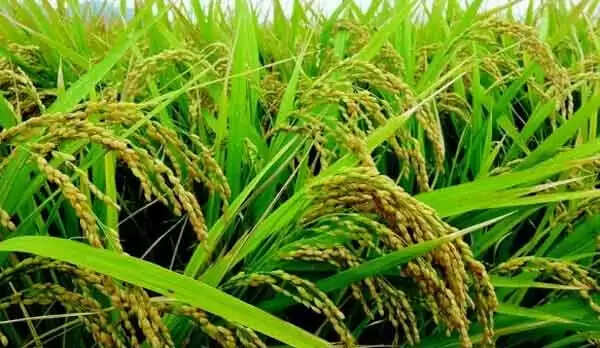 Paddy Cultivation | പാടശേഖരങ്ങളില് രോഗബാധ; കീടങ്ങളെ നശിപ്പിക്കാന് മരുന്നടിച്ചിട്ടും ഫലമില്ല, കര്ഷകര് ആശങ്കയില്