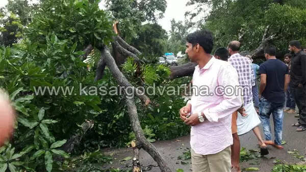 മുള്ളേരിയ സംസ്ഥാന പാതയില് മരം പൊട്ടിവീണ് ഗതാഗതം സ്തംഭിച്ചു
