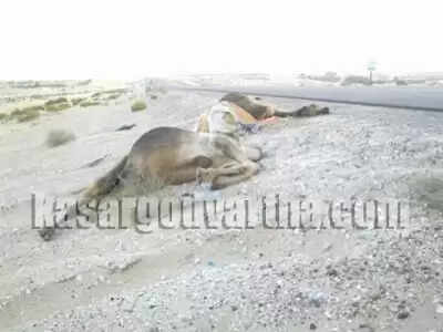 ടാങ്കര് ലോറിയിടിച്ച് മൂന്നു ഒട്ടകങ്ങള് ചത്തു