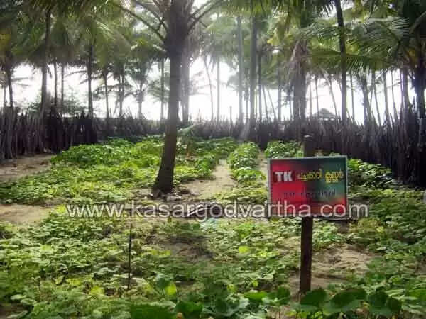 വലിയപറമ്പില് പൂഴി മണ്ണില് വിളഞ്ഞത് നൂറ് മേനി