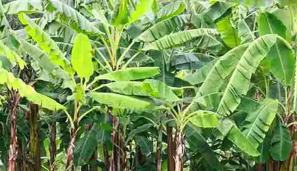 Kadali Banana | വലുപ്പക്കുറവാണെങ്കിലും രുചിയിലും വിലയിലും മുന്നിലാണ് കദളിപ്പഴം; കൃഷി രീതികളറിയാം