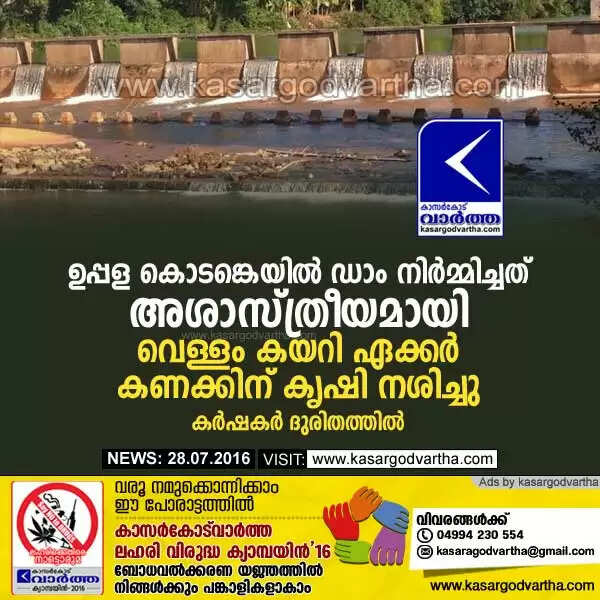 ഉപ്പള കൊടങ്കെയില് ഡാം നിര്മ്മിച്ചത് അശാസ്ത്രീയമായി; വെള്ളം കയറി ഏക്കര് കണക്കിന് കൃഷി നശിച്ചു, കര്ഷകര് ദുരിതത്തില്