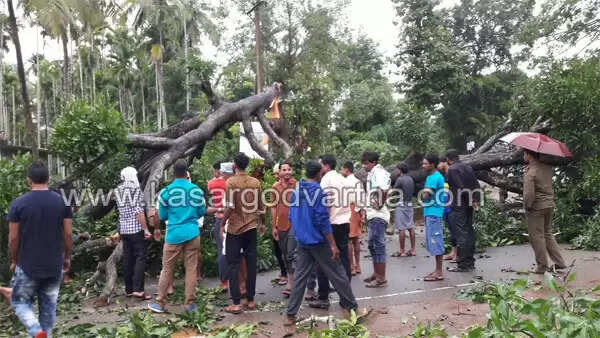 മുള്ളേരിയ സംസ്ഥാന പാതയില് മരം പൊട്ടിവീണ് ഗതാഗതം സ്തംഭിച്ചു