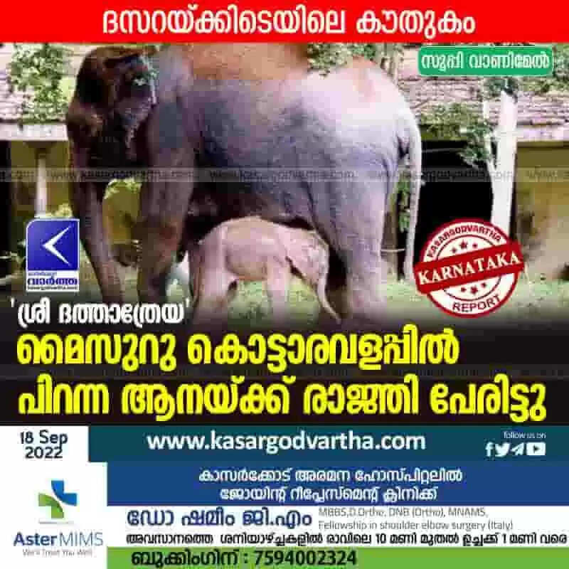 Dasara elephant | 'ശ്രീ ദത്താത്രേയ'; മൈസുറു കൊട്ടാരവളപ്പില് പിറന്ന ആനയ്ക്ക് രാജ്ഞി പേരിട്ടു