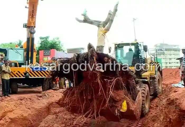 Environment | സുഗതകുമാരി നട്ട ആ മരവും കവി പി എസ് ഹമീദിന്റെ ഉദ്ബോധനവും