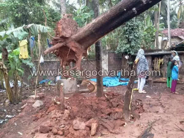 കാറ്റ് വില്ലനായി; പരക്കെ നാശം, ചെമ്പിരിക്കയില് കൂറ്റന് മാവ് കടപുഴകി വീടിനു മേല് വീണു