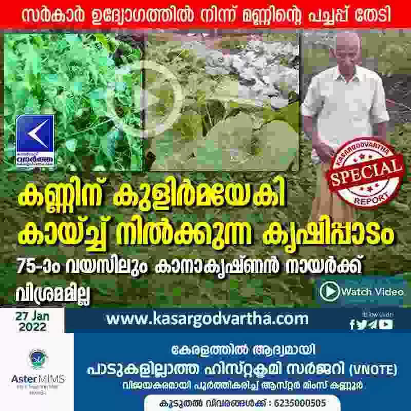 കണ്ണിന് കുളിർമയേകി കായ്ച്ച് നിൽക്കുന്ന കൃഷിപ്പാടം; 75-ാം വയസിലും കാനാകൃഷ്ണൻ നായർക്ക് വിശ്രമമില്ല