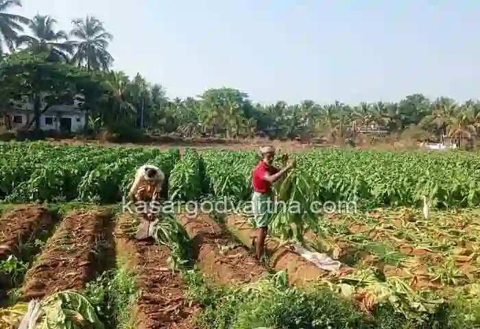 Tobacco Farming | ഒരുകാലത്ത് കാസര്കോടിന്റെ വിജയഗാഥയായിരുന്ന പുകയില കൃഷി തിരിച്ചെത്തുമോ?