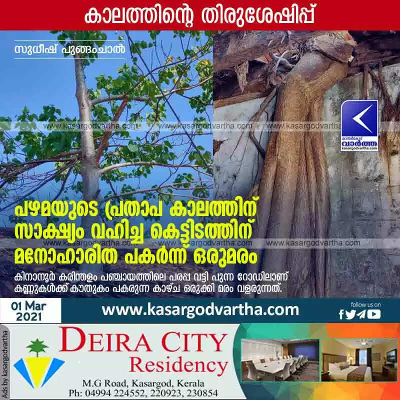 പഴമയുടെ പ്രതാപ കാലത്തിന് സാക്ഷ്യം വഹിച്ച കെട്ടിടത്തിന് മനോഹാരിത പകര്ന്ന് ഒരുമരം