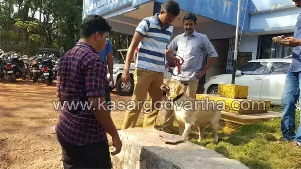 ബോംബ് സ്ക്വാഡ് സ്ഥലത്തെത്തി; അണങ്കൂരില് കണ്ടെത്തിയത് സ്ഫോടക വസ്തു തന്നെയാണെന്ന് ഉറപ്പിച്ചു, ഉറവിടം തേടി പോലീസ്