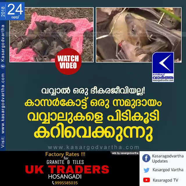 വവ്വാല് ഒരു ഭീകരജീവിയല്ല! കാസര്കോട്ട് ഒരു സമുദായം വവ്വാലുകളെ പിടികൂടി കറിവെക്കുന്നു