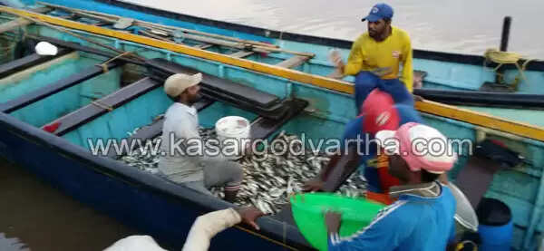 തളങ്കര പടിഞ്ഞാറില് മത്തിച്ചാകര