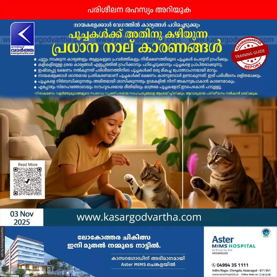 cats excel training faster than dogs four reasons