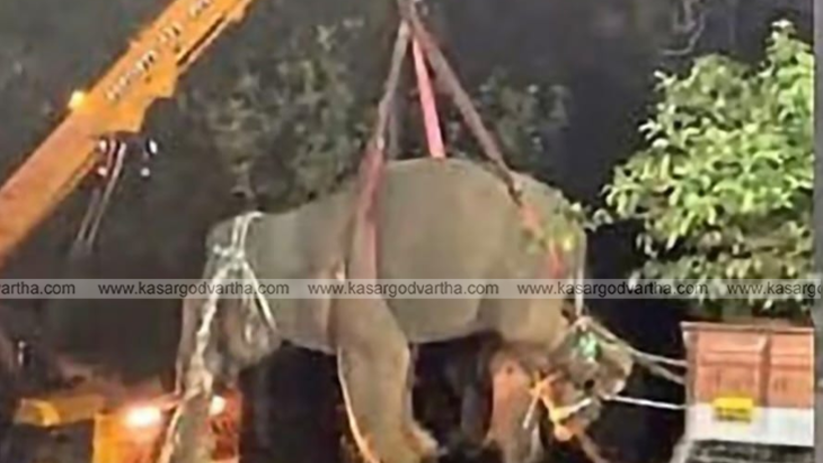  Wild elephant captured by forest department officials.