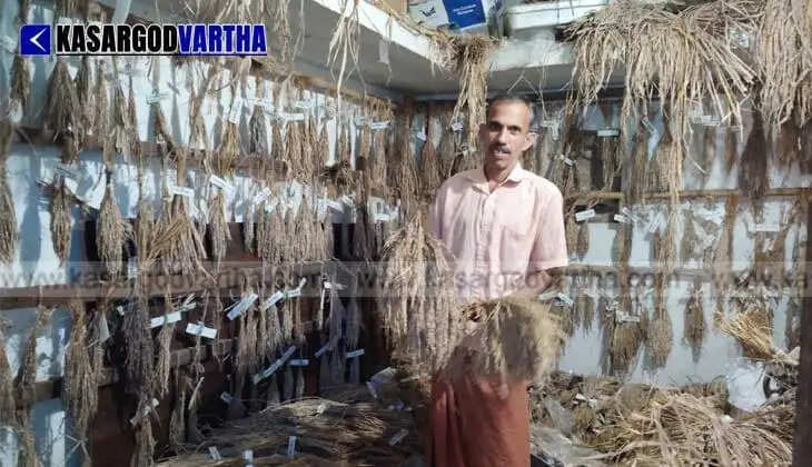 Padma Shri Sathyanarayana Beleri's collection grows with foreign paddy seeds; Global attention on Kasaragod farm