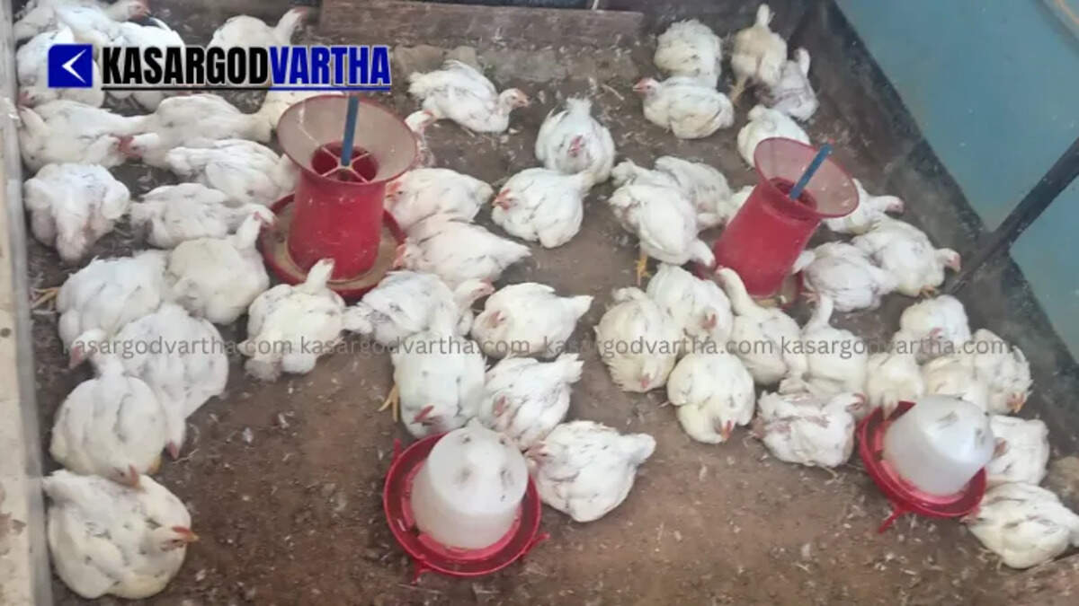 Chickens in a poultry farm&nbsp;