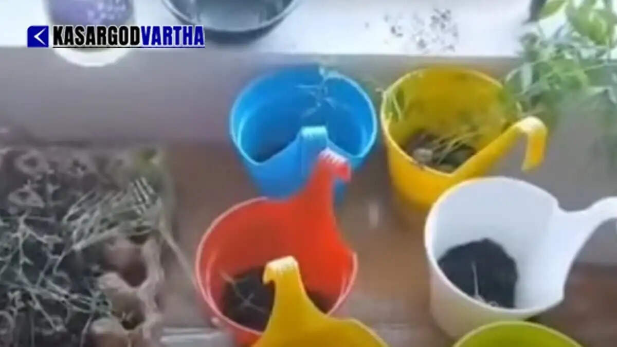 Technopark IT manager arrested for allegedly cultivating 70 ganja plants inside flat in Thiruvananthapuram.